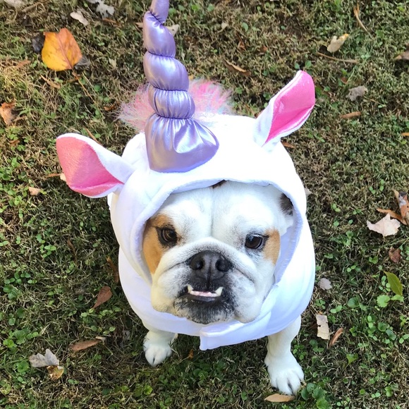 Meet your Posher, Tara - Picture 2 of 2